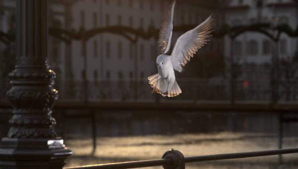 Mit jelentenek álmainkban az állatok?