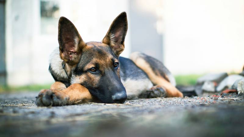 Az állatok reakció is lehetnek mágikus jelek, ők is érzékenyek a spirituális történésekre.
